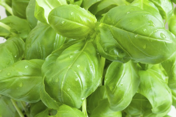 Fresh Tomato & Basil Sauce